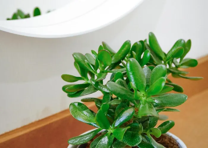 Apartament Pure Living Florencja