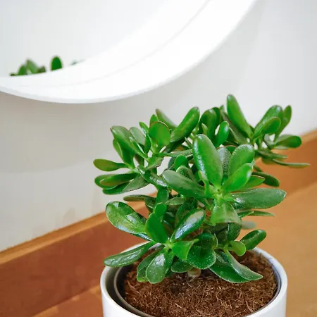 Lägenhet Pure Living Florens